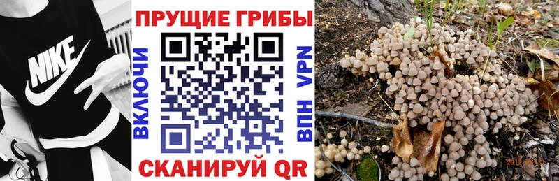 Галлюциногенные грибы Psilocybe  где найти наркотики  kraken вход  Севастополь 